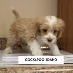 Cockapoo Idaho