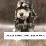 Cocker Spaniel Breeders in Ohio