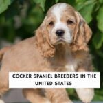 Cocker Spaniel Breeders In The Unites States