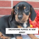 Dachshund Puppies in New Jersey
