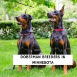 Doberman Breeders in Minnesota