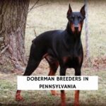 Doberman Breeders in Pennsylvania