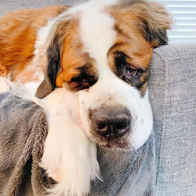 Why Won’t My Dog Eat in the Morning? Vet Advice!