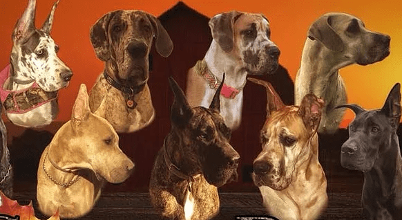 7 Best Great Dane Breeders In Pennsylvania 2022 We Love Doodles   Download 59 