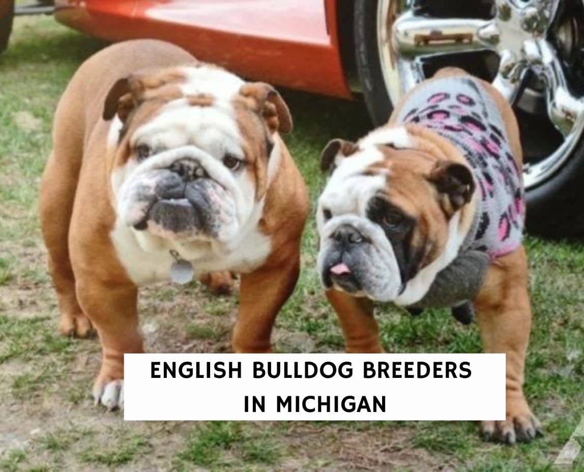 how big is a miniature english bulldog