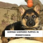 German Shepherd Puppies in Pennsylvania