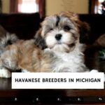 Havanese Breeders in Michigan