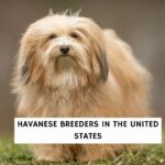 Havanese Breeders In The United States