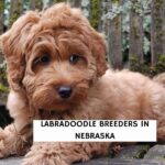 Labradoodle Breeders in Nebraska