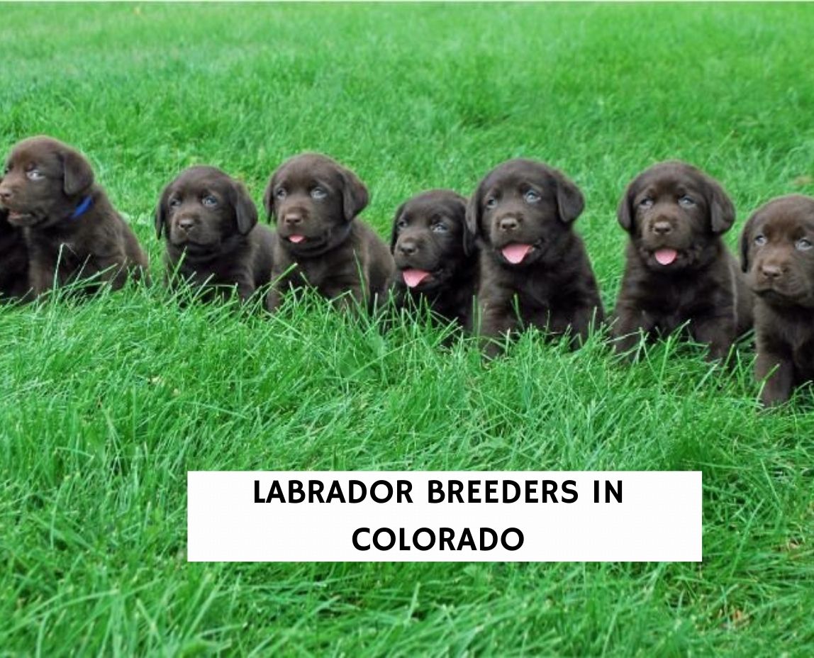 chocolate lab rescue colorado