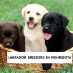 Labrador Breeders in Minnesota