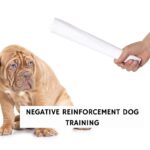 Negative Reinforcement Dog Training