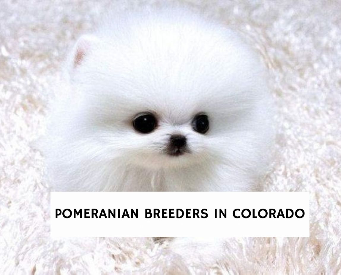 8 Best Pomeranian Breeders In Colorado! (2023) - We Love Doodles