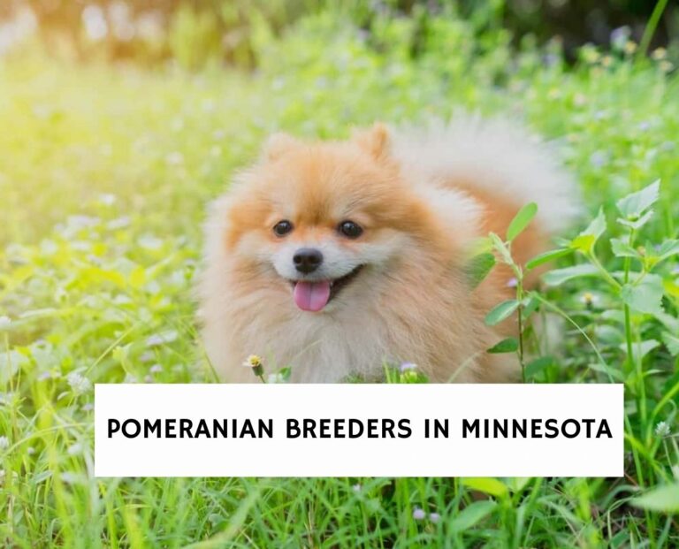 7 Best Pomeranian Breeders in Minnesota! - We Love Doodles