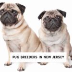 Pug Breeders in New Jersey