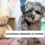 Schnoodle Breeders In Florida