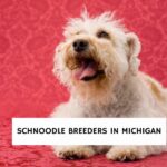 Schnoodle Breeders In Michigan