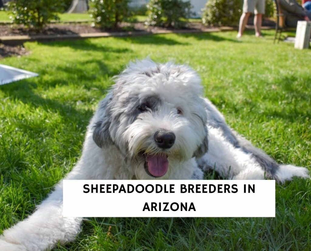 6 Best Sheepadoodle Breeders in Arizona! (2023) - We Love Doodles