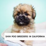 Shih Poo Breeders in California