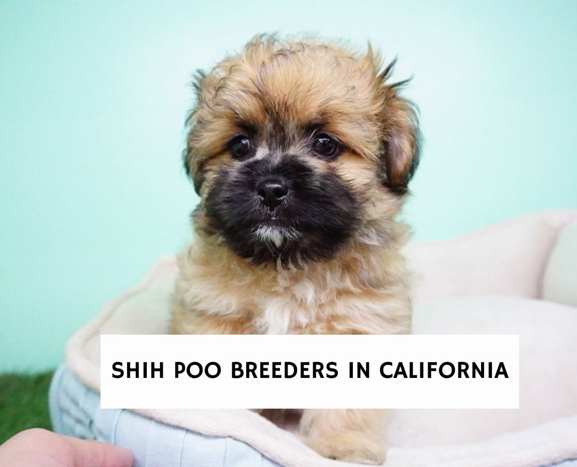 are shih poos good dogs