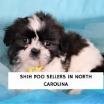 Shih Poo Sellers in North Carolina