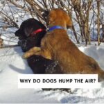 Why Do Dogs Hump the Air?