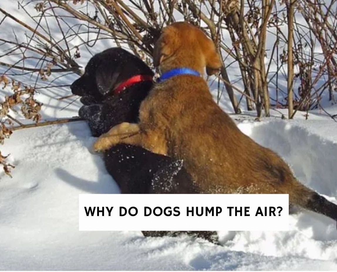 why do dogs dry hump the air