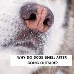 Why Do Dogs Smell After Going Outside?