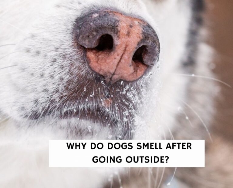 Why Do Dogs Smell After Going Outside?