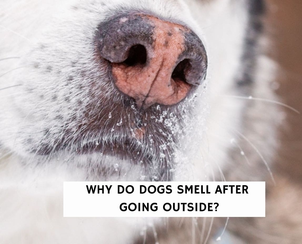 Why Does My Dog Smell After Being Outside