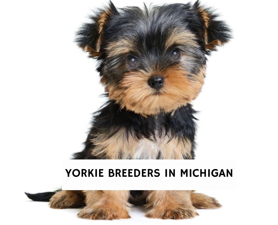 Best yorkshire 2024 terrier breeders