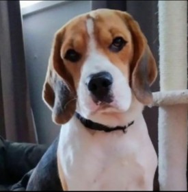 Beagle Puppies For Sale in Minnesota