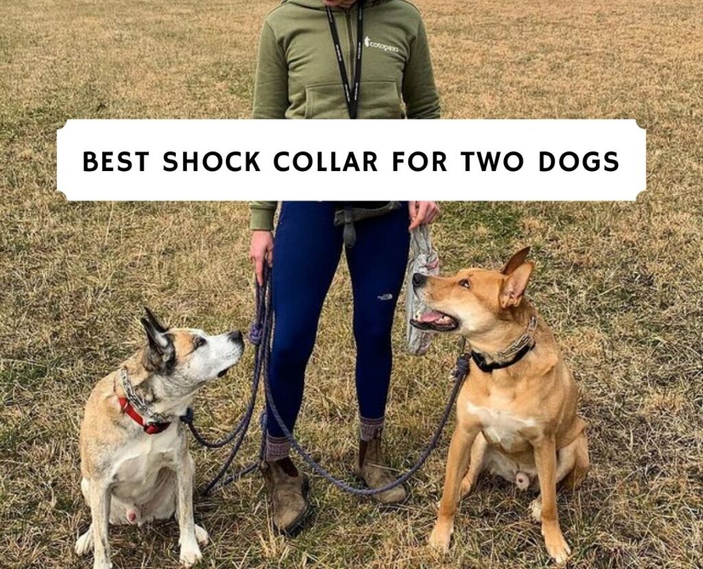 do shock collars hurt a dog