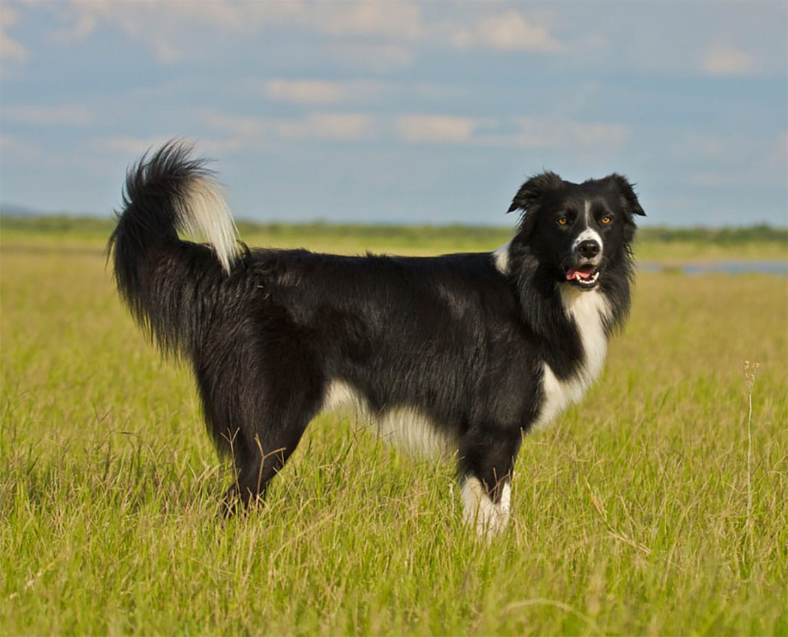 border collie doberman mix