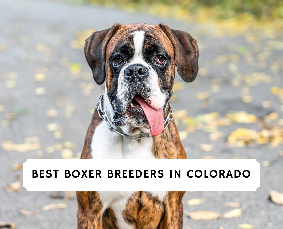 are boxers good therapy dogs