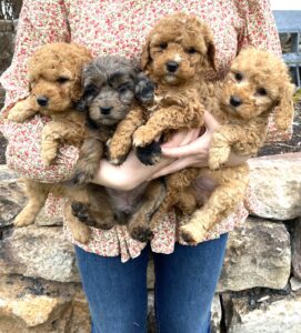 trained mini goldendoodles for sale