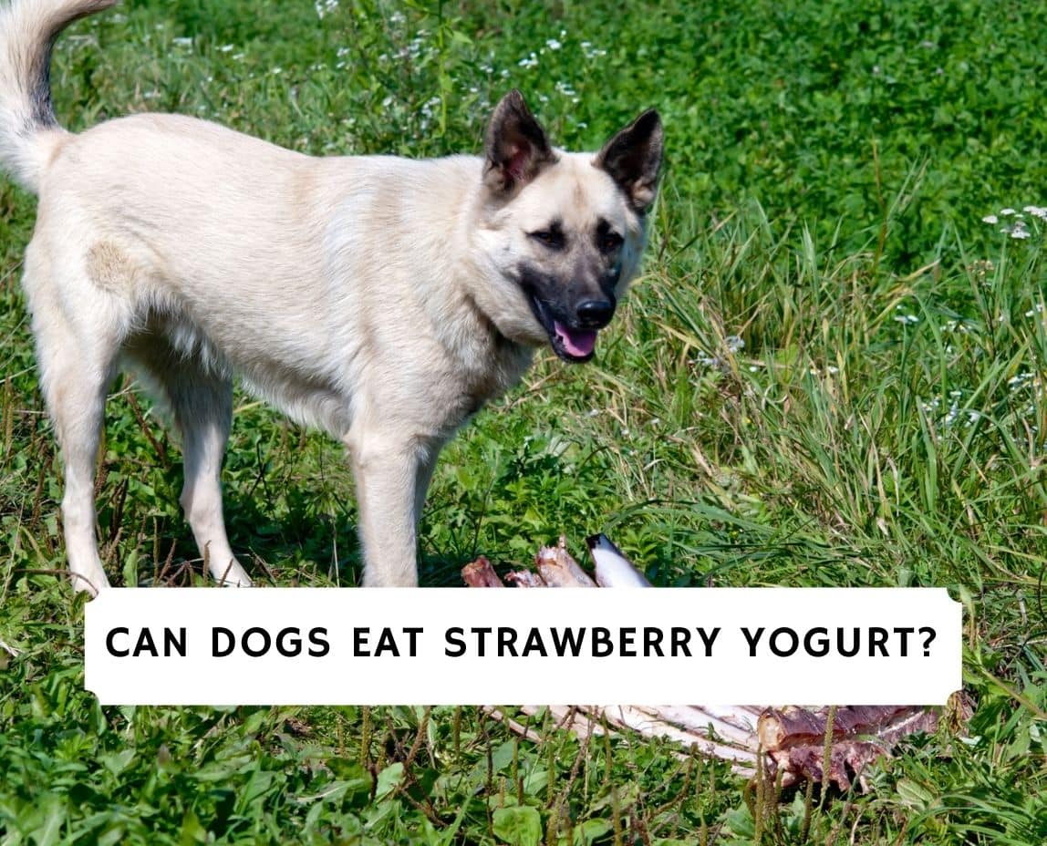 can dogs have strawberry greek yogurt