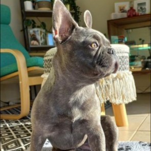 Conclusion For The "Best French Bulldog Breeders in Michigan"
