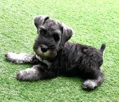 7 Best Miniature Schnauzer Breeders in Michigan!