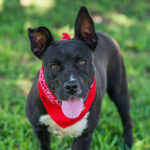 Everything You Need To Know About The Black Pitbull