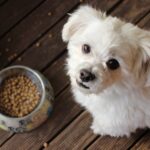 Food Allergies in Dogs