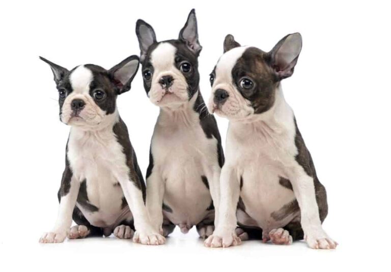 5 Best Boston Terrier Breeders In Michigan! (2024) - We Love Doodles