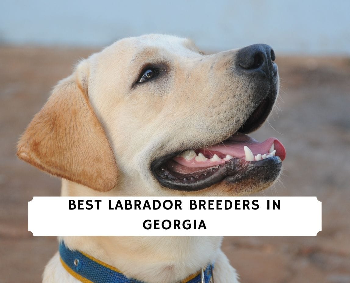 5 Best Labrador Breeders in Georgia! (2024) - We Love Doodles