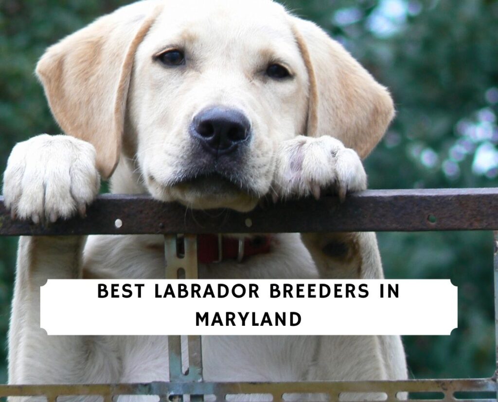 5 Best Labrador Breeders in Maryland!