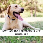 Labrador Breeders in New Hampshire