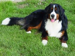 Little Bear Berners Kennel In Minnesota 
