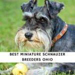 Miniature Schnauzer Breeders Ohio