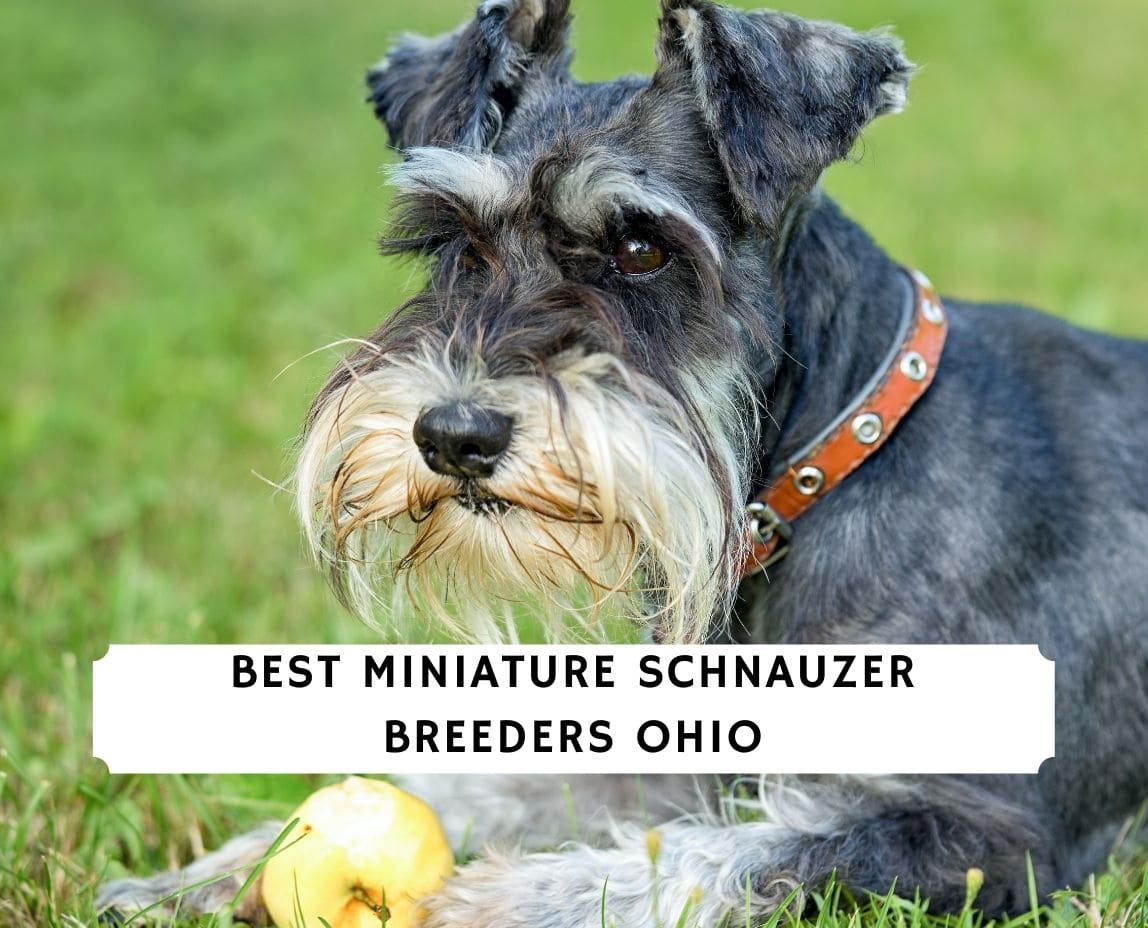 schnauzer puppies near me