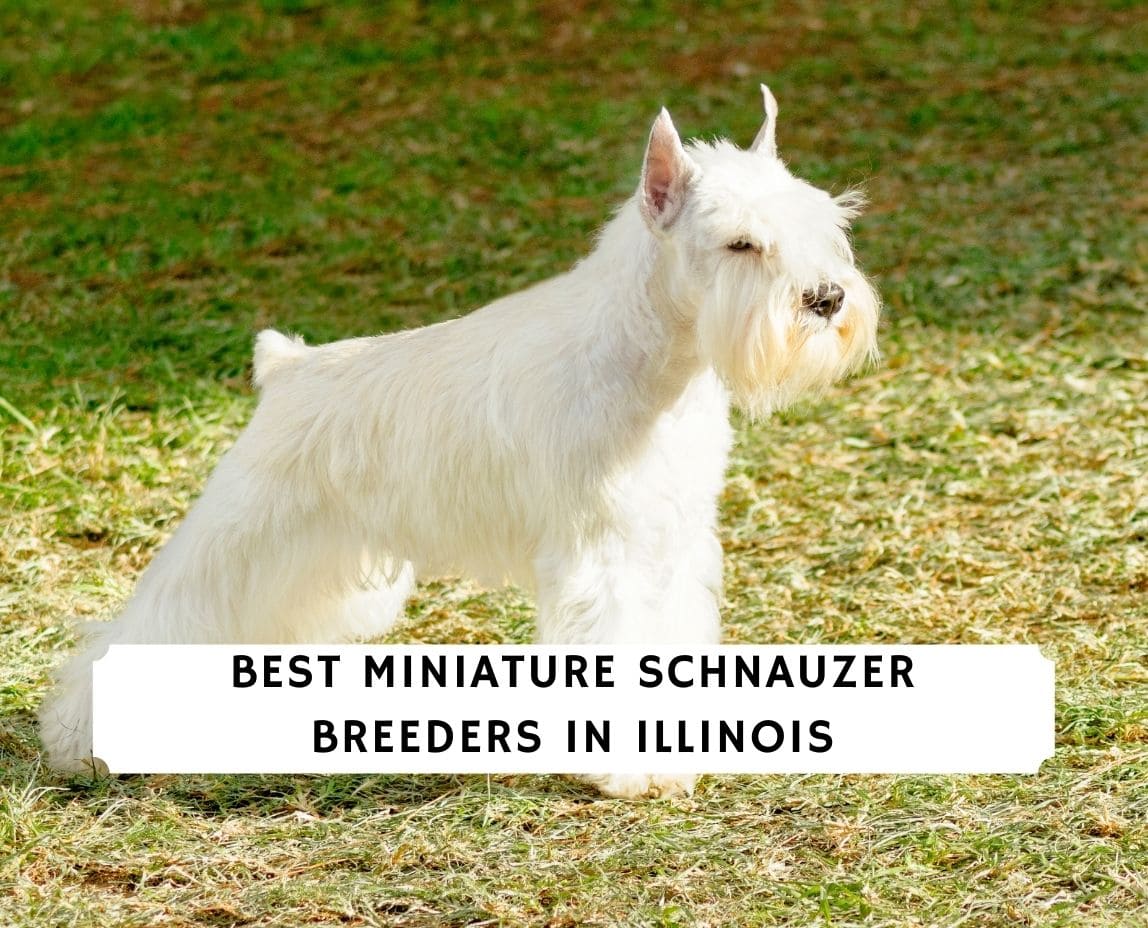 white schnauzer for sale