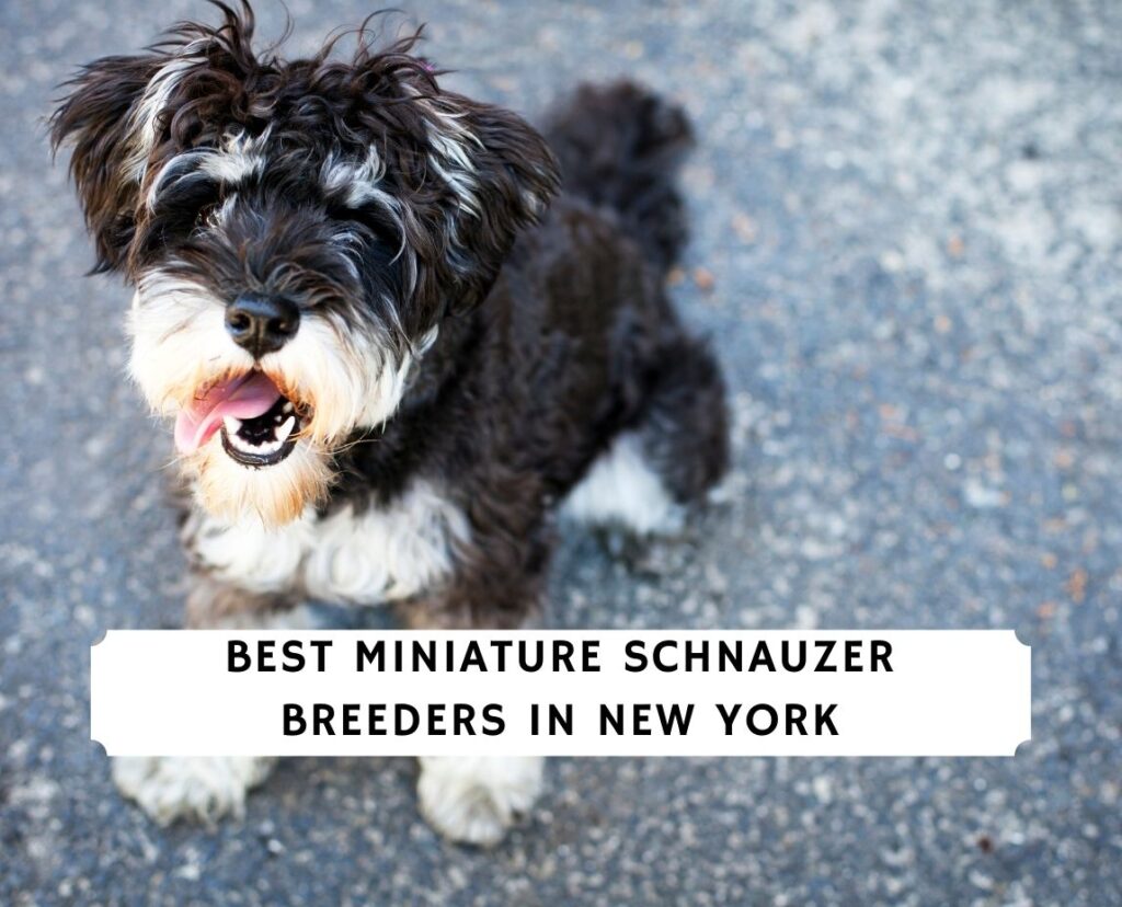 Miniature Schnauzer Breeders in New York